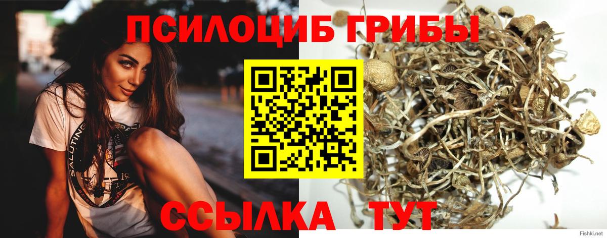 Тверь  как найти закладки  Вход с VPN  Псилоцибиновые грибы ЛСД  Псилоцибиновые грибы GOLDEN TEACHER 
